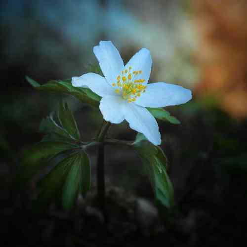 استاره بختیاری ربنا